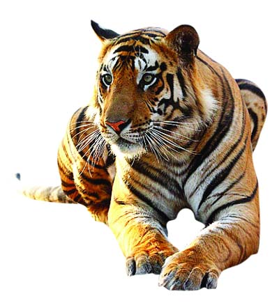 Benchmark 'tiger atlas' soon