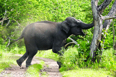 Karnataka to capture 25 wild elephants