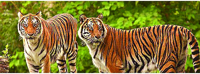 Camera traps to keep eye on Terai tigers