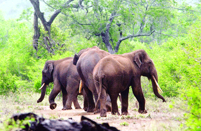 Kerala turning into graveyard of wild, captive elephants