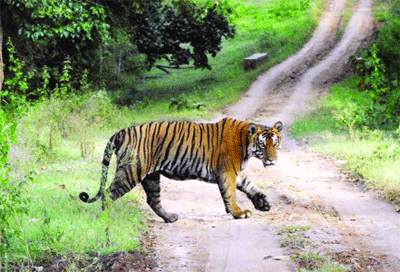 Coming soon: Third tiger reserve in Kerala