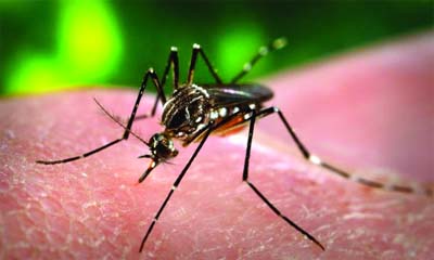 Dengue sinks its fangs into Capital