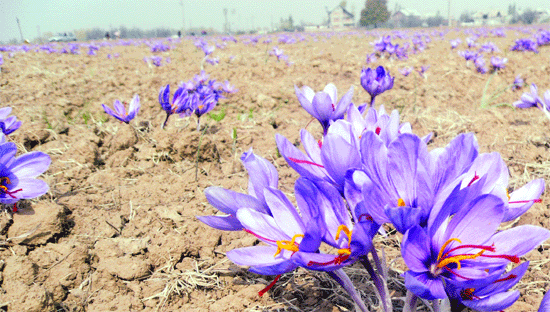 Saffron Valley