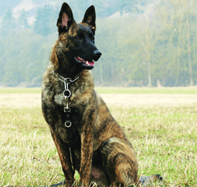 CoBRA falls for Belgian Shepherd in Red den