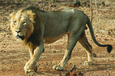 Gir lions may get second home in Barda