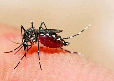 10 dengue deaths in West Bengal