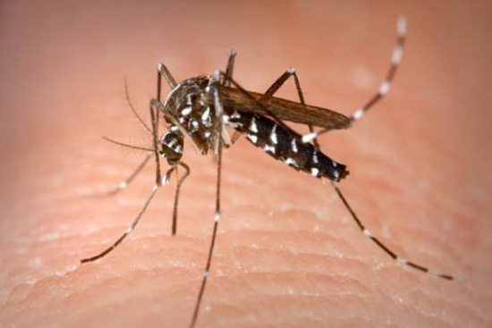 New way to prevent dengue fever found