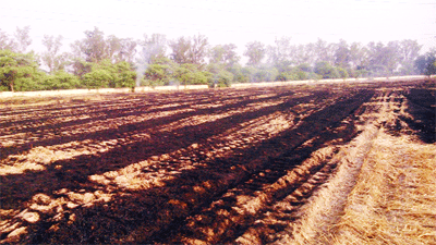 NGT ban to prove a bane for rice farmers