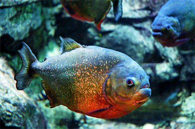 Piranhas in Godavari set ecologists' teeth on edge