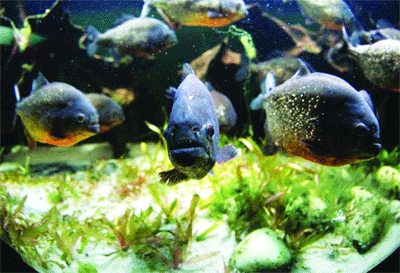 When Piranhas set themselves free from captivity