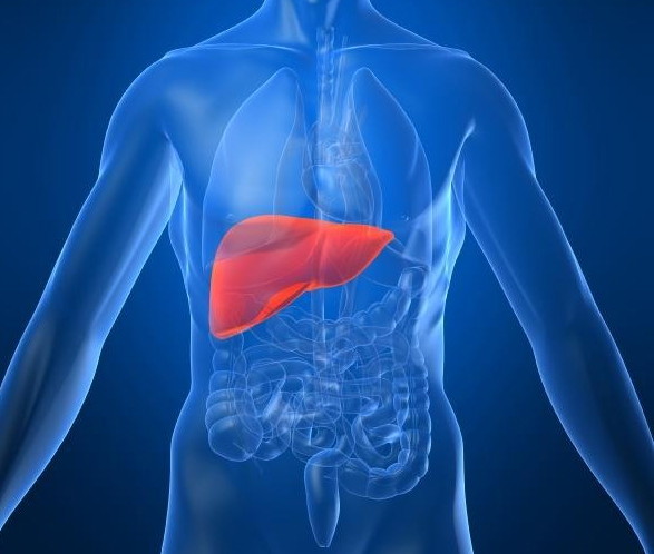 Gout drugs can treat alcohol-induced liver disease