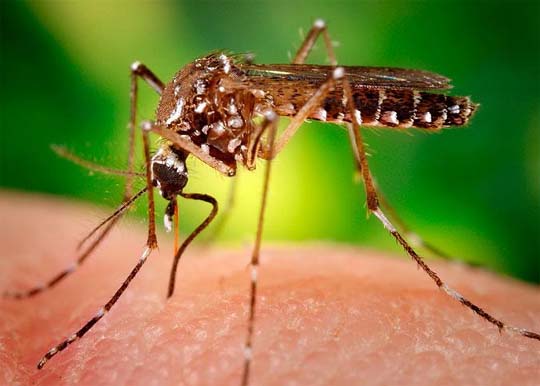 Take steps to prevent Zika virus in Middle East: WHO