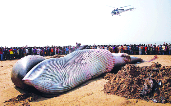 Disturbances to blame for whales' suicide