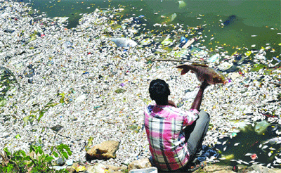 Thousands of dead fish set off  pollution alarm in B'luru lake