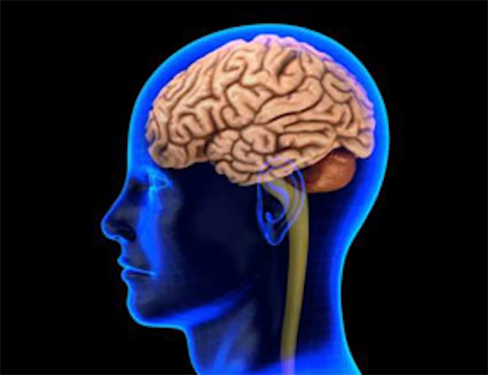 lab-grown 'mini human brains' to fight Parkinson's