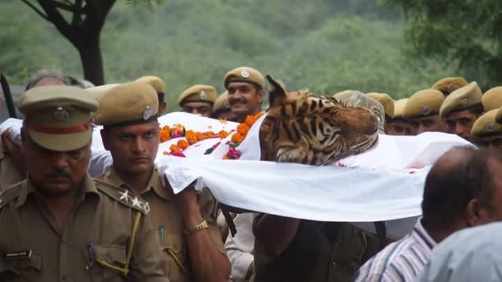 Ranthambore's reigning star of 19 yrs Machli dead