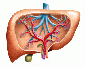 Indian scientists inch closer to treating deadly fatty liver disease