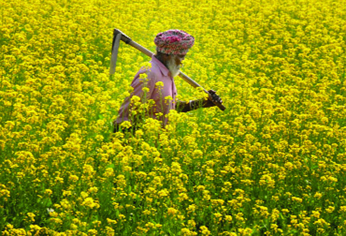 Busting myth of GM mustard