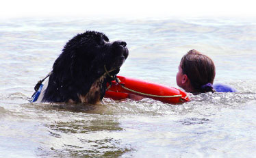 Bond between dogs and humans