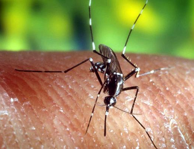 New malaria drug found effective in human trial