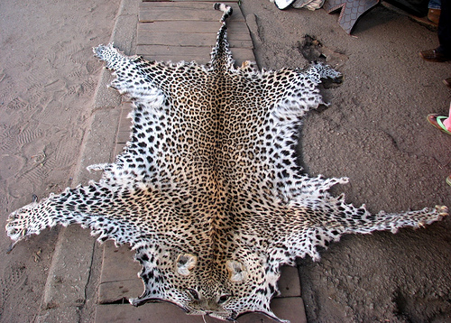 Huge rise in wildlife seizures