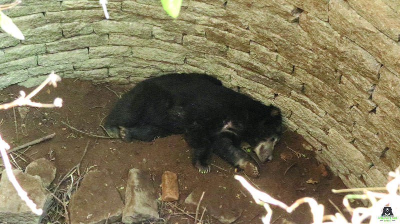 ‘Honey-trapped’ bear rescued from well