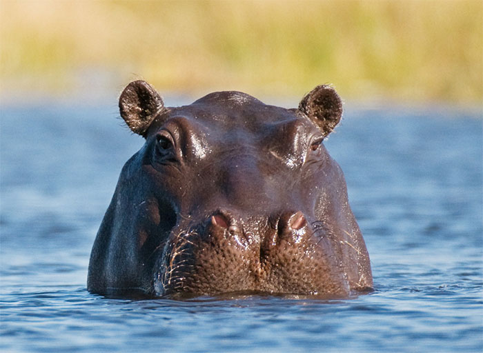 lA Police look into video of man spanking hippo