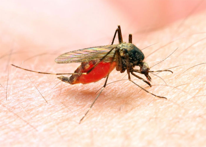 Protein key to malaria parasite's lifecycle identified