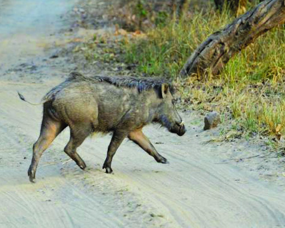 centre-permits-culling-of-vermin-boars-in-u-khand