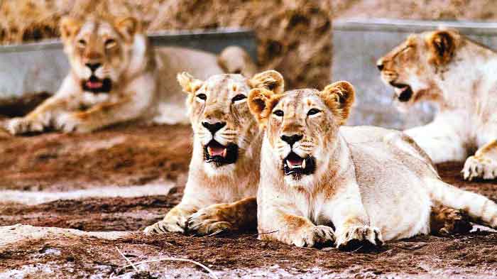 Gir lions at risk