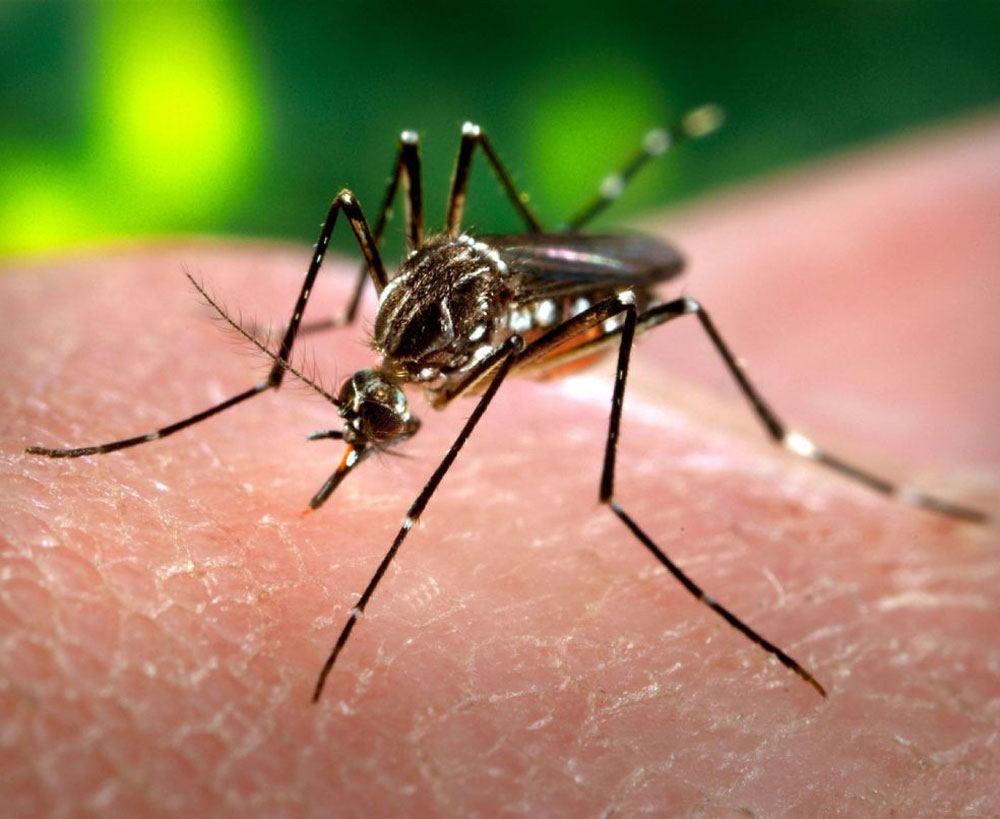 WHO South-East Asia member countries to expedite efforts to control dengue, malaria