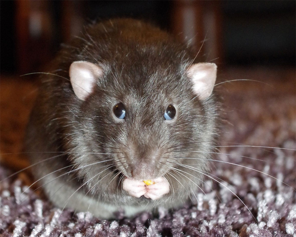 World's first human case of rat disease found in Hong Kong