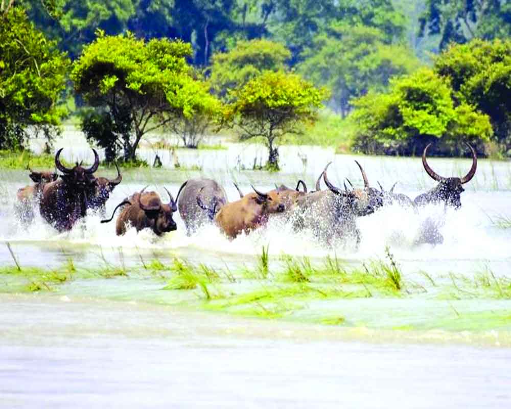 Flood fury kills 4 crore poultry, 12L livestock