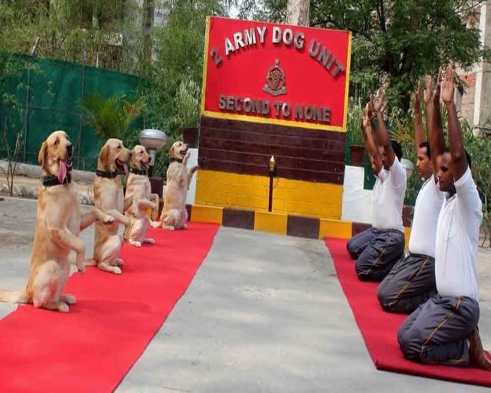 Rahul tweets Army dog squad pic with 'New India' caption, gets trolled