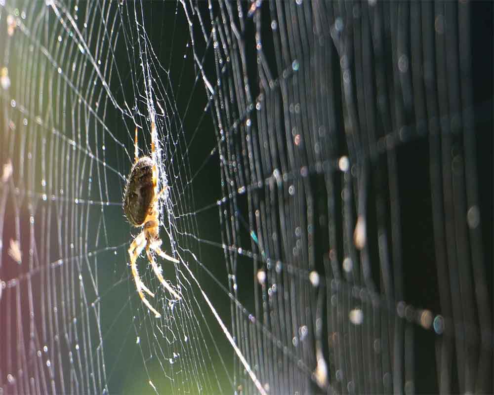 Spider silk could be used as robotic muscle: Study