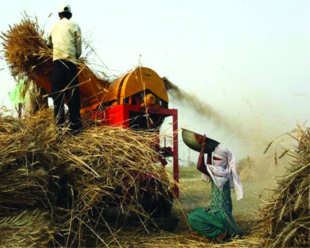 67% wheat harvested, summer crop sowing in progress: Agri Min