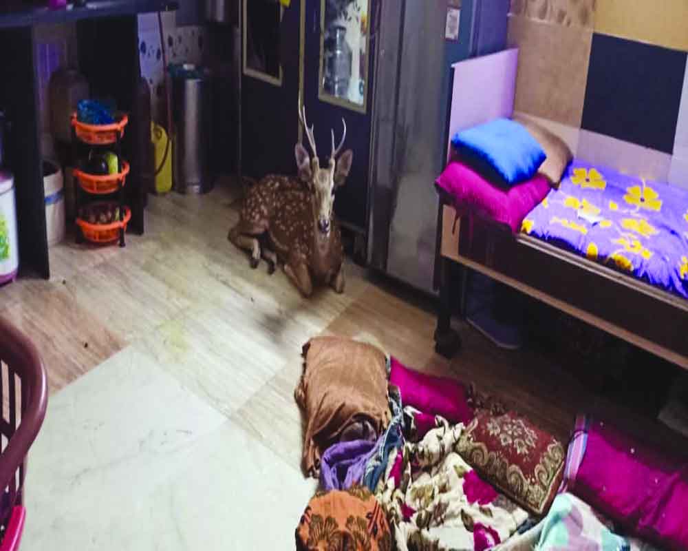 Chased by leopard, deer takes refuge  in Mumbai house