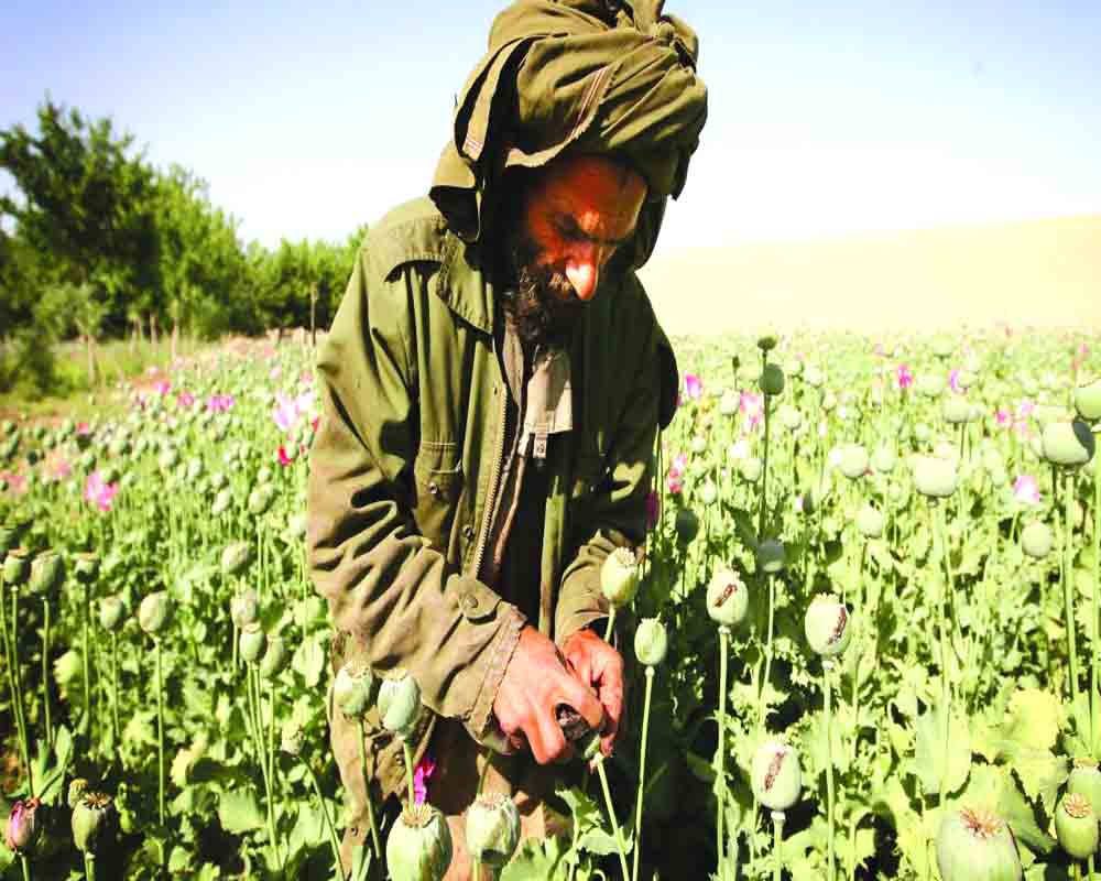 Can the Taliban weed out their drug trade?