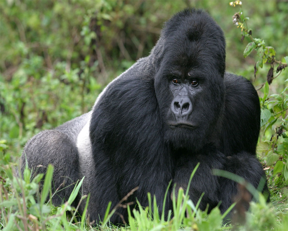 Gorillas test positive for coronavirus at San Diego park