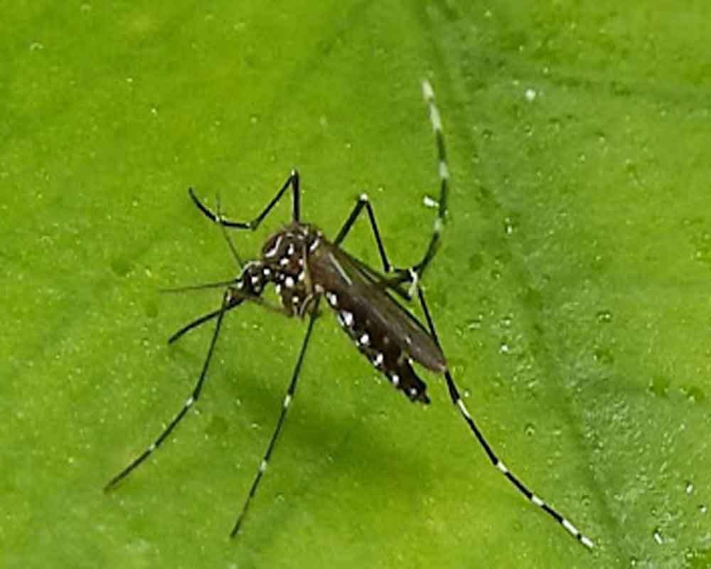 Over 100 dengue cases in Delhi this year, 72 in August