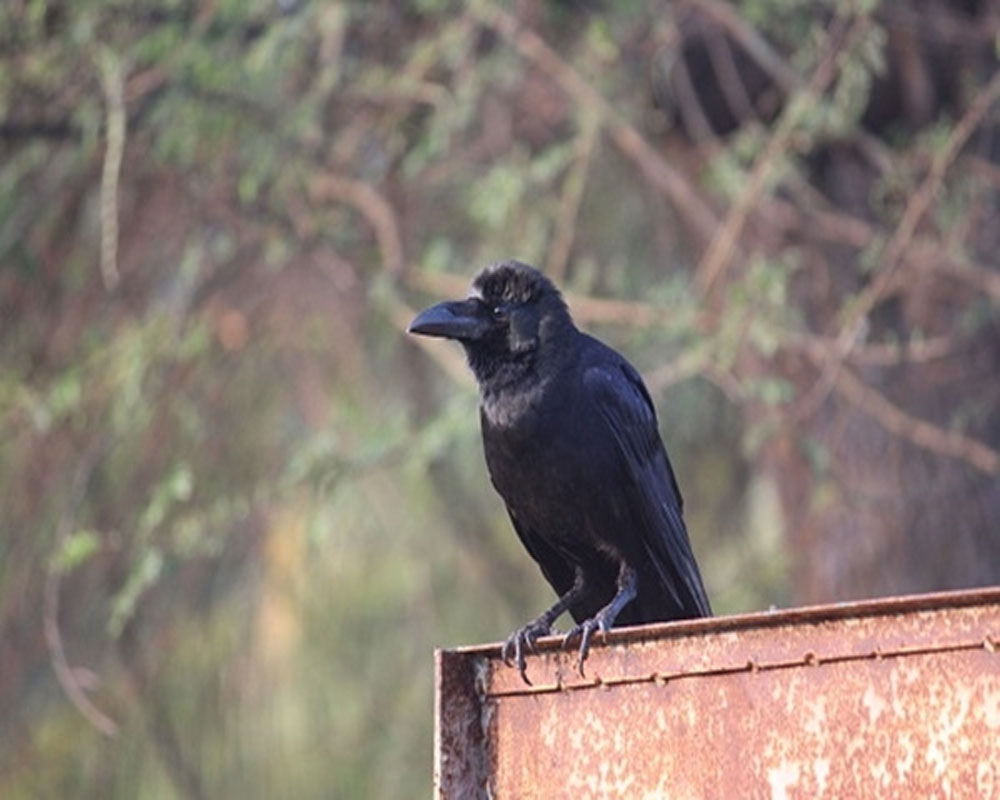 Samples of dead crows in Delhi sent for testing amid bird flu scare