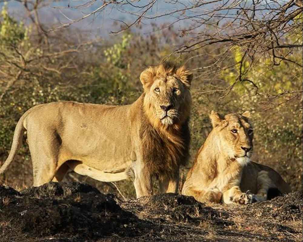 World Lion Day Last few years saw steady increase in India's lion