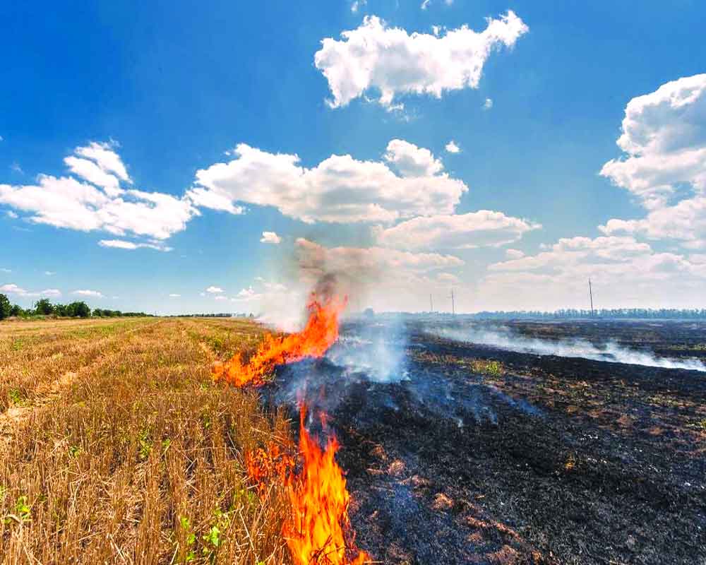 `Delhi’s foul air affirms high cost of anarchy