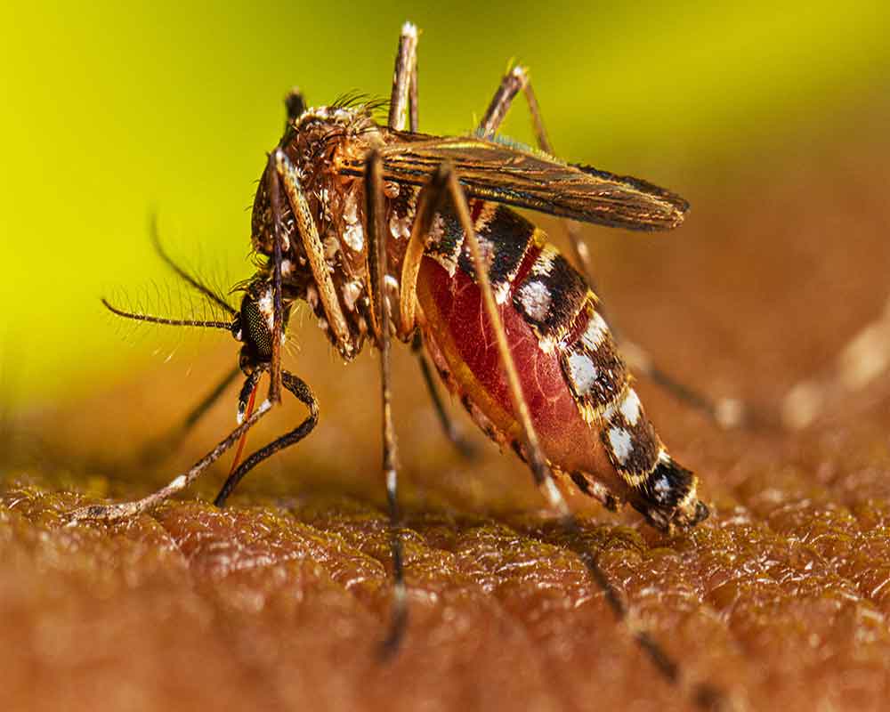 Dengue infection tally rises to over 2,700 in Delhi