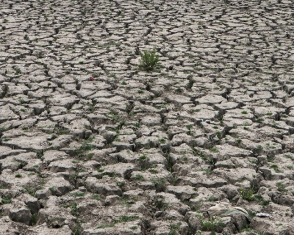 Drought looms over paddy-growing UP, Bihar, Bengal