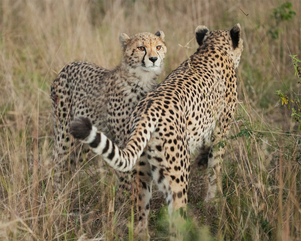 First kill on Indian soil for cheetahs flown from Namibia