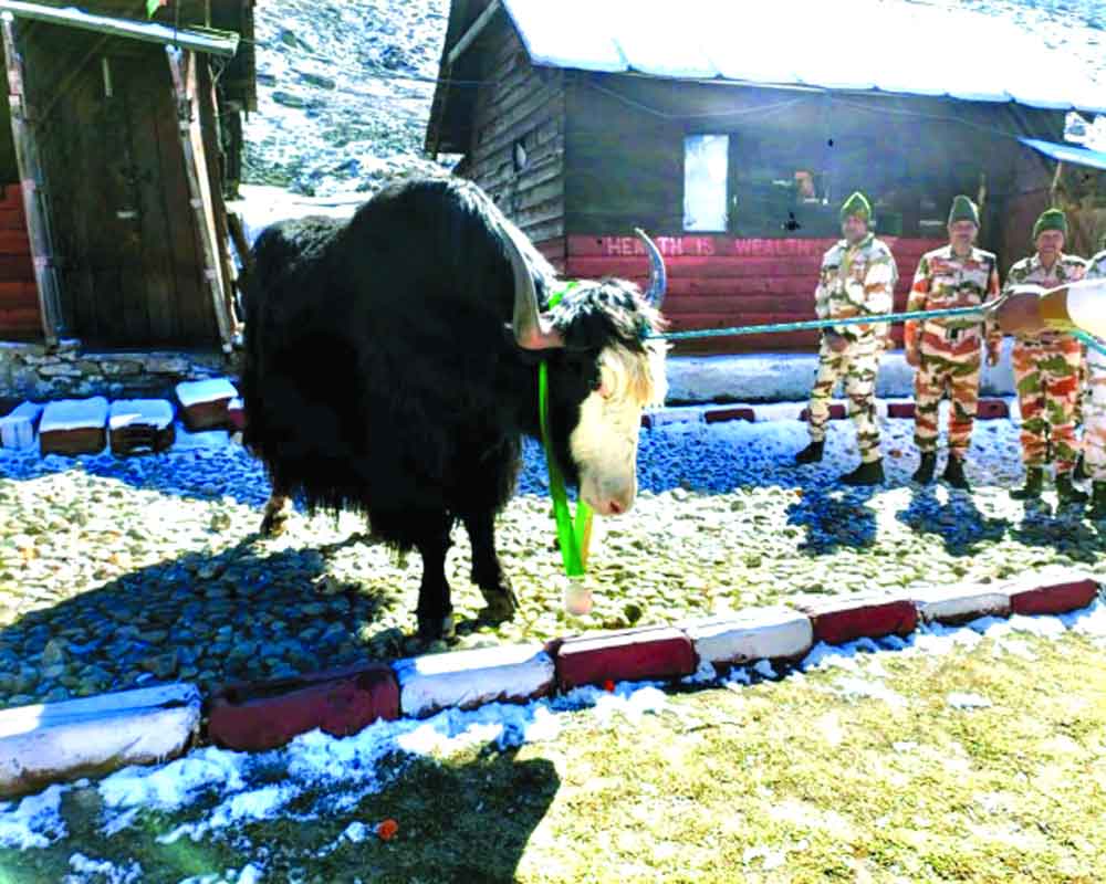 ITBP gives special medals to its  4-legged soldiers