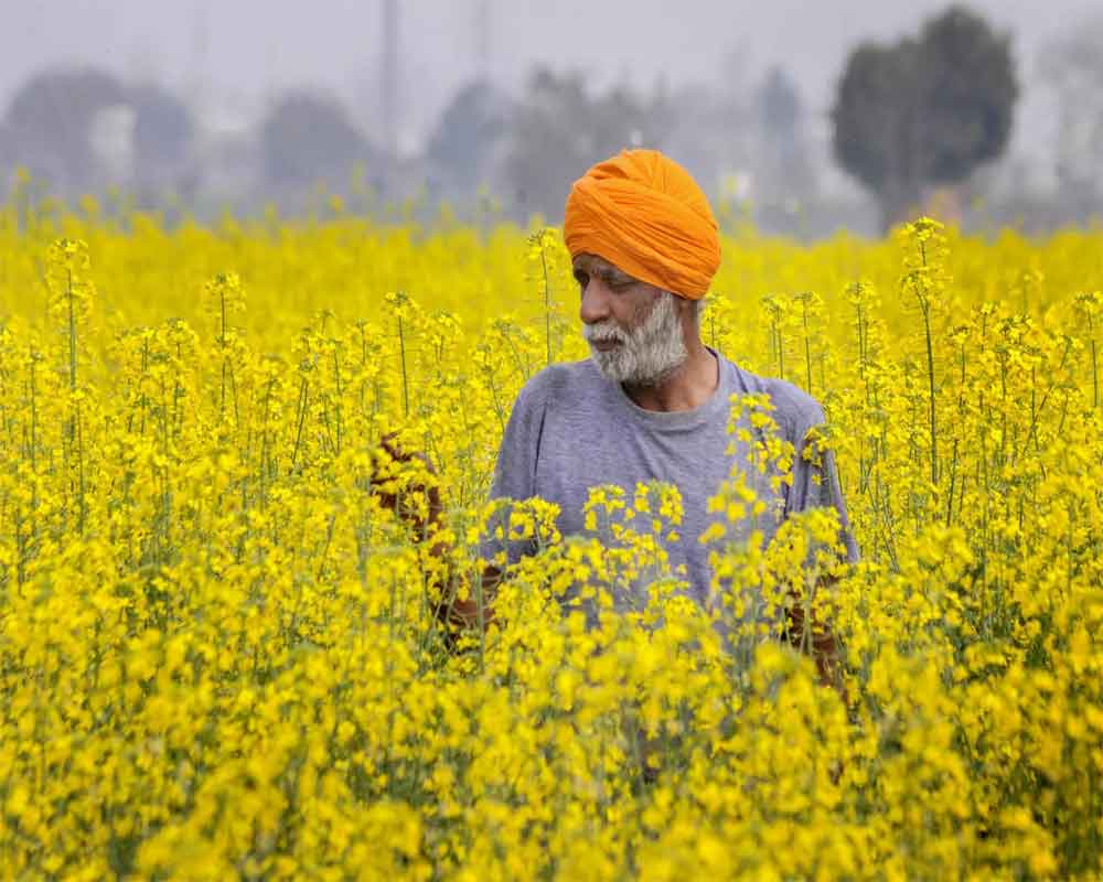 Mustard, maize & moong cultivation must be promoted to boost farmers' income