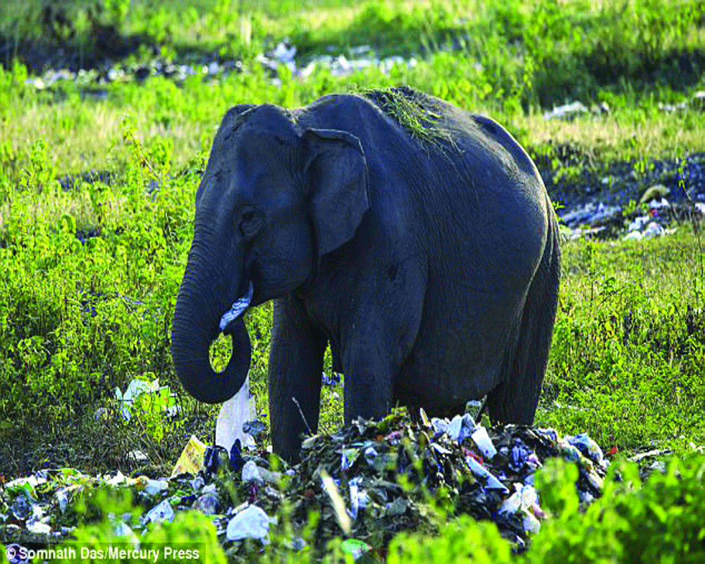 Study: Elephants in U’Khand forests  eating plastic, glass, metal pieces