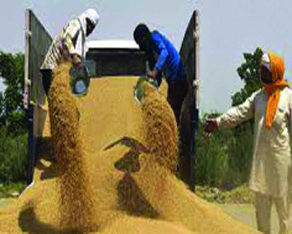 Wheat exports rise 30% to $1.5 billion in Apr-Nov